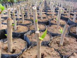 نهال مرکبات دزفول