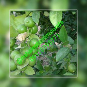 نهال لیمو ترش