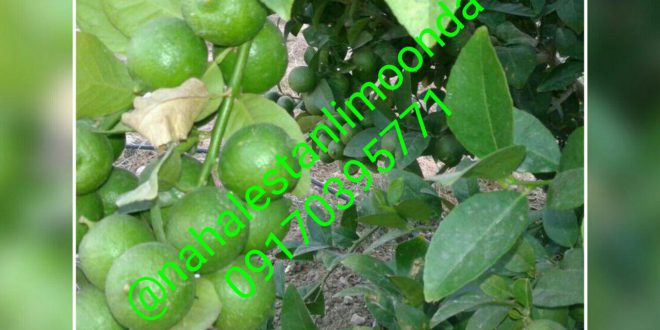 نهال لیمو ترش